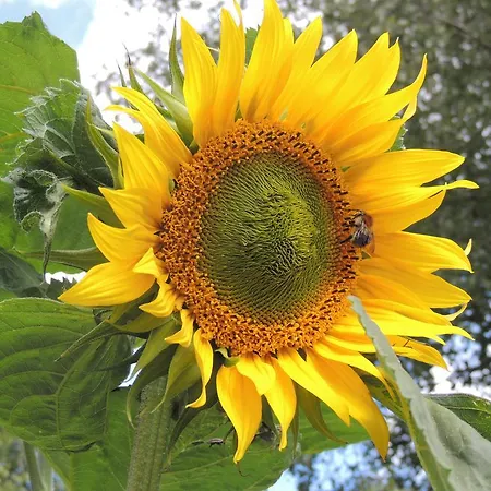 Lindenhof 4* Grömitz
